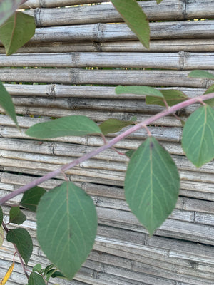 Maqui - Aristotelia chilensis