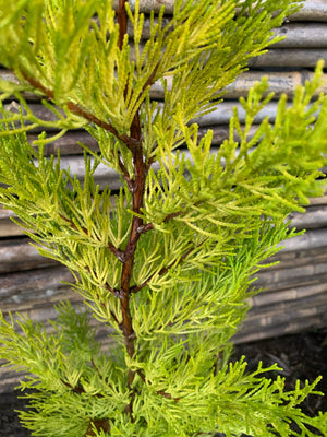 Ciprés Golden (Cedro Limón) - Cupressus macrocarpa var. goldcrest (0.6-0.7m)