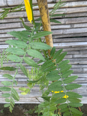 Pimiento - Schinus molle var. areira