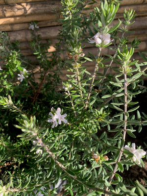 Westringia Blanca (0.3-0.5 m)