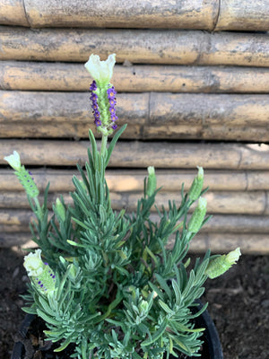 Lavanda Stoeacha - Lavándula Stoeachas (0.2-0.3 m) Blanca