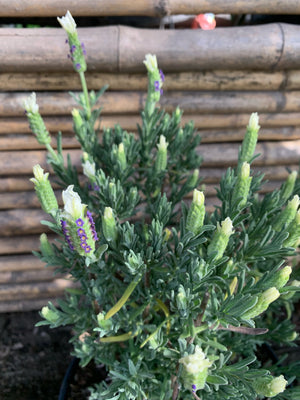 Lavanda Stoeacha - Lavándula Stoeachas (0.2-0.4 m) Blanca