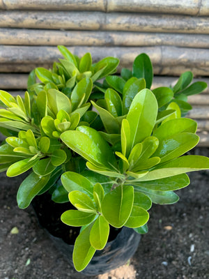 Pitosporo Tobira Enano - Pittosporum Tobira nana (0.15-0.25m)