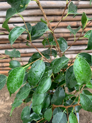 Ficus Danielle (0.5-0.7m)