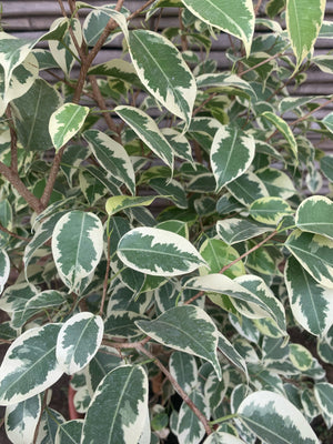 Ficus variegado (0.8 m)