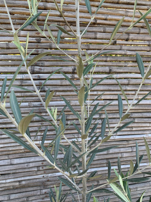 Olivo (Grande)