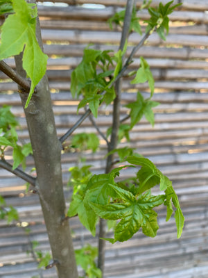 Liquidambar (1.8-2.3 m)