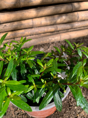 Verónica Colombiana - Cuphea Hyssopifolia (Blanca)