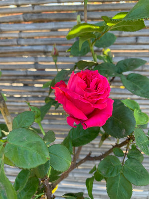 Rosa de Pie Alto - DIFERENTES COLORES