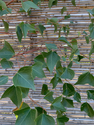 Brachichito - Brachychiton (2.2-2.5)