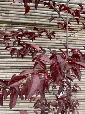 Ciruelo De Flor