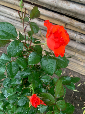 Rosa Disco Dancer (Naranja)