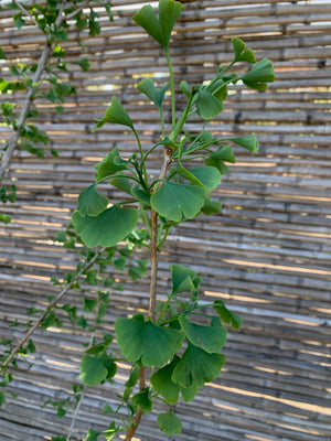Ginkgo biloba (2.0-2.4m)