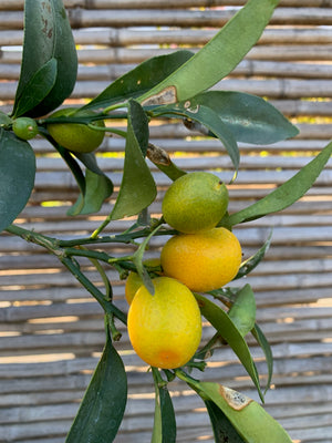 Kumquat (3)- Citrus japónica