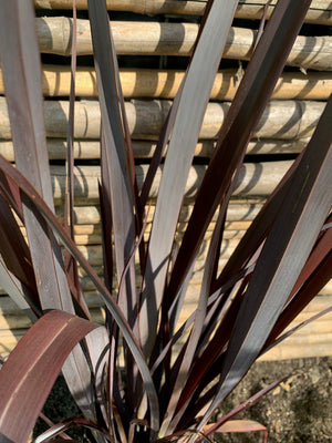 Pita Roja Enana - Phormium tenax atropurpurea Nana