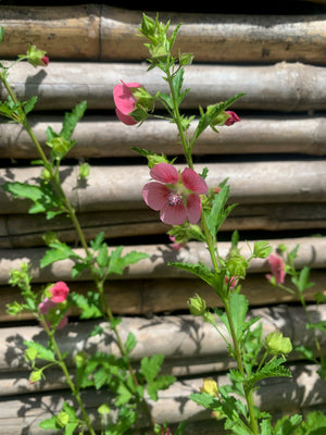 Malva Enana