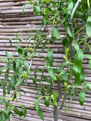 Sauce Crespo - Salix babylonica var. tortuosa