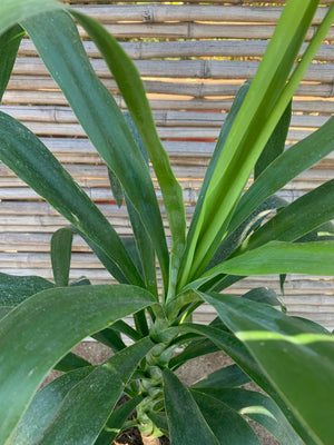 Yucca (0.5-0.7m)