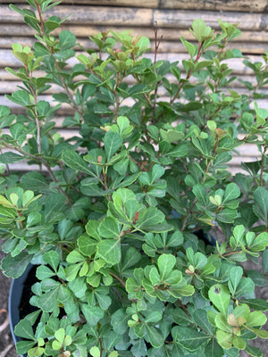 Rhus - Rhus Crenata (0.4-0.6m)