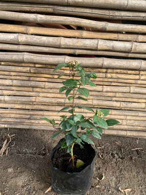 Laurentina - Viburnum tinus (0.4-0.6m)