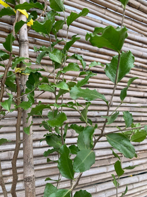 Quillay - Quillaja saponaria (2.0-2.5m)