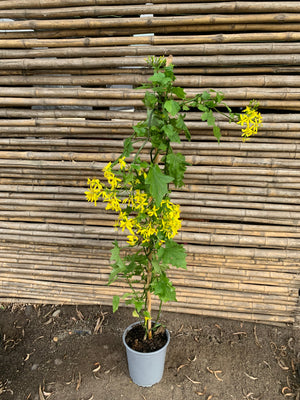 Senecio mikanoides o Senecio oloroso