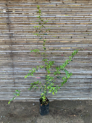 Coihue / Coigüe - Nothofagus dombeyi