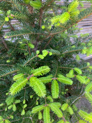 Abeto - Abies (1.0-1.2m)