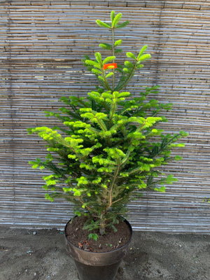 Abeto - Abies (1.3-1.6m)