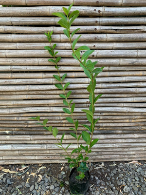 Ligustrina Verde - Ligustrum sinense
