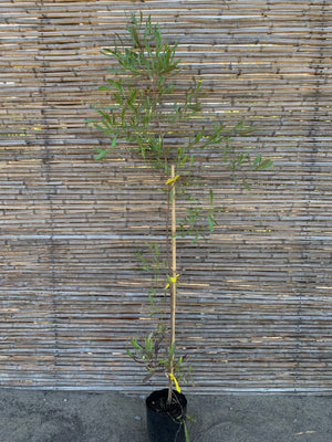 Stenocarpus Rojo - Stenocarpus Atropurpurea (1.2-1.5m)