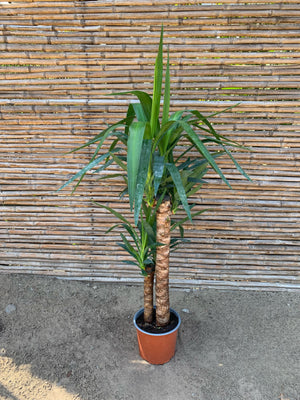 Yuca o Yucca (Pie alto) Doble (0.8-1.0m)