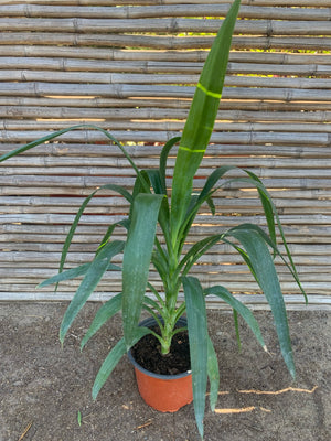 Yucca (0.4-0.5m)