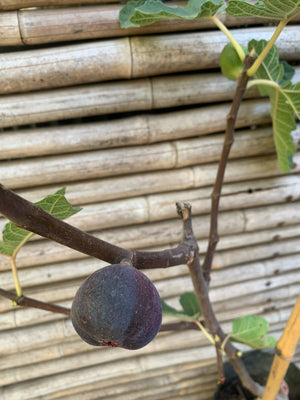 Higuera - Ficus carica