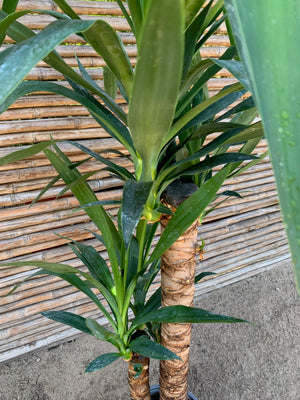 Yuca o Yucca (Pie alto) Doble (0.8-1.0m)