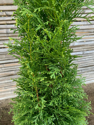 Thuja Occidentalis Smaragd (0.8-1.0m)