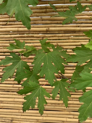 Acer saccharum