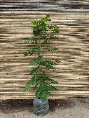 Castaño de Indias - Aesculus hippocastanum