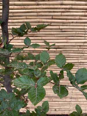 Haya Roja - Fagus Sylvatica Atropurpurea