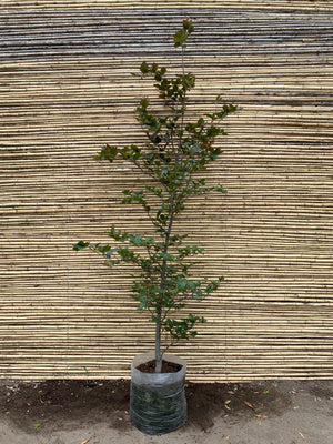 Haya Roja - Fagus Sylvatica