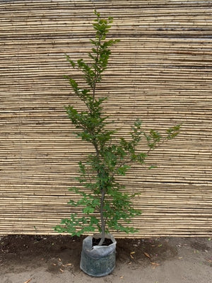 Haya Verde - Fagus Sylvatica