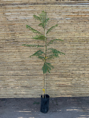Jacaranda mimosifolia.