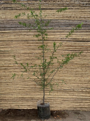 Roble Américano - Quercus rubra