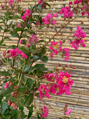 Crespón Enano - Lagerstroemia nana