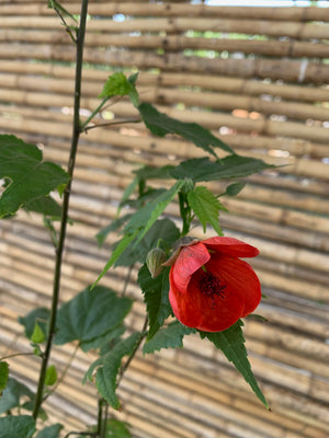 Abutilón
