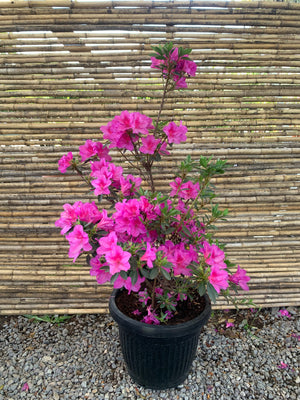 Azalea - Rhododendron indicum (1m.)