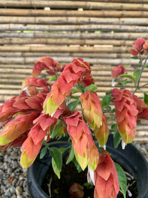 Beloperone - Justicia brandegeeana