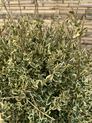 Arreglo Maceta - Boj Variegado