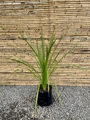 Dracena Verde (2)