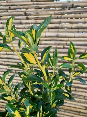 Evónimo Yema de Huevo - Euonymus Japonicus Variegata (0.2-0.3m)